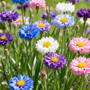 Cornflower Seeds for Home Gardening – Easy-to-Grow, Beginner Friendly Flower Seeds for Backyard, Patio, Balcony, or Container Planting – Bright Blue Blooms