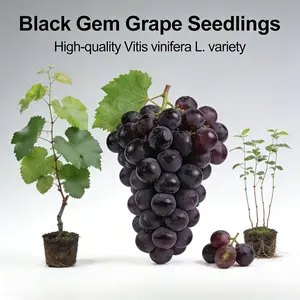 Black Seedless Grape Vine – Easy Home Growing for Garden or Container
