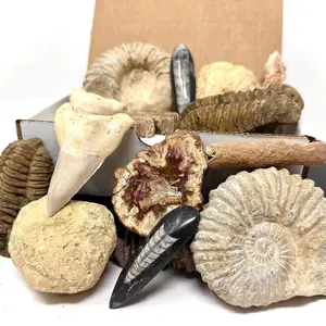 Fossil & Mineral Gift Box - HUGE Ammonite, Trilobite, Shark Tooth, Fulgurite, Orthoceras, Petrified Wood Slab and Break Your Own Geode