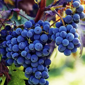 100+ PCS Heirloom Purple Concord Grape Vine Seeds for Lush Fruitful Gardens Perfect for Growing Your Own Grapes Seed for Planting