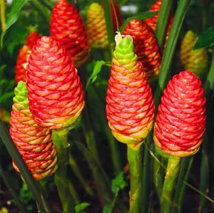 Set 5 Shampoo Ginger Roots for Planting, Pinecone Ginger Roots for Home Garden