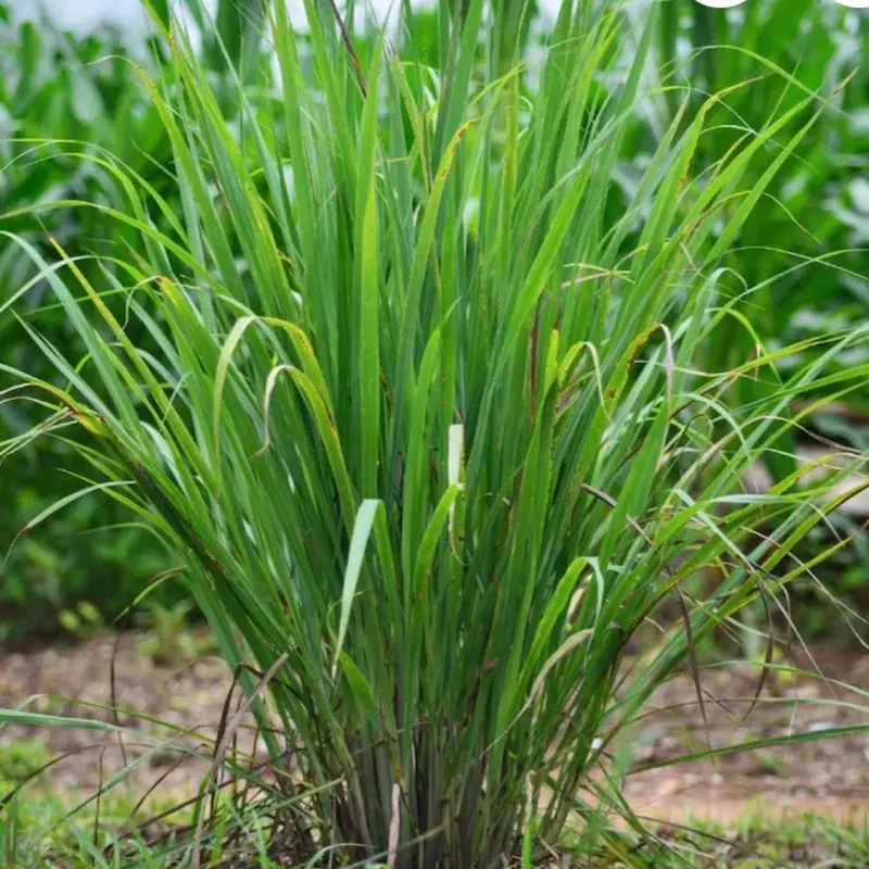 Citronel - Lemongrass dried
