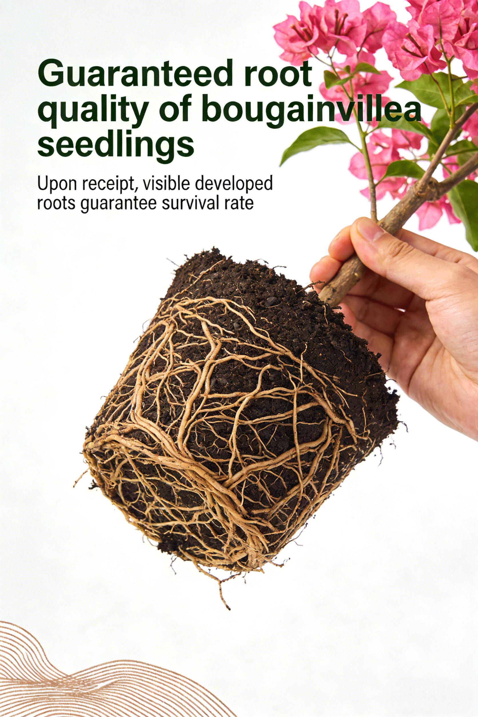 Bougainvillea Seedling for Outdoor Use | Home Gardening Flower Plant | Ideal for Patio Yard and Fence Planting