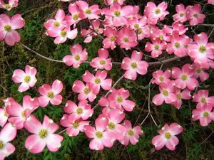 Pink Dogwood tree 8-12" tall 2.5" pot