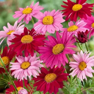 Pyrethrum seeds are suitable for beginners and can be used in outdoor gardens, patios, and landscaping