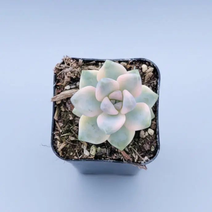 Graptoveria Titubans Variegated