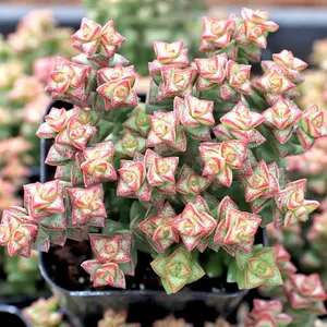 2” Crassula rupestris ssp. commutata 'Tom Thumb' succulent Decor Decorative Plants