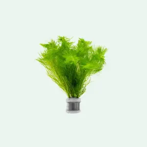 Myriophyllum Mattogrossense