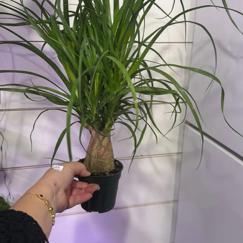 Ponytail palm