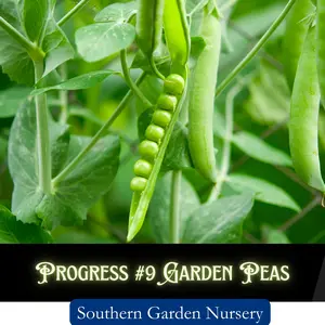 Progress No. 9 Garden Pea Seeds, Early-Maturing Shelling Peas, Compact Growth, Non-GMO Heirloom Variety, Easy-to-Grow Vegetable, Perfect for Small Gardens & Containers