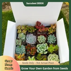 300Pcs Assorted Succulent Seeds – Create a Colorful Indoor Garden with Easy-to-Grow, Low-Maintenance Varieties for Pots & Terrariums