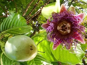 Passion Fruit"Giant Granadilla" Price Includes Four (4) Plants
