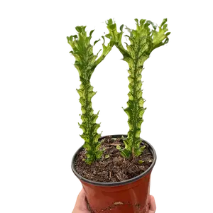 Euphorbia 'Mint Cream'