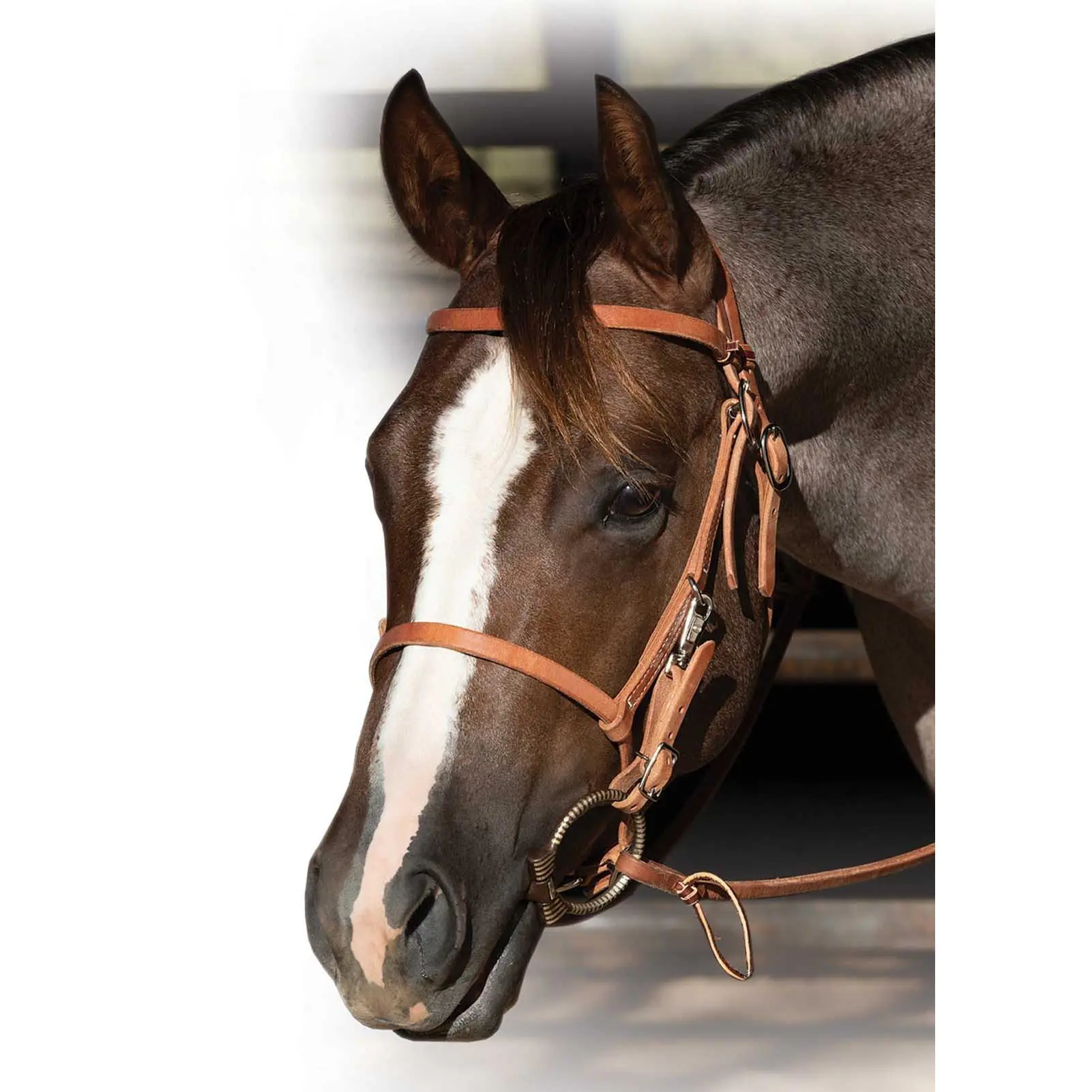 Professional's Choice Trail Bridle