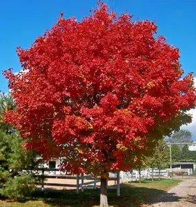 Celebration Maple Tree Live Plant 1-2' Tall in Quart Pot- Maple Plant- Ornamental Tree Outdoor Garden