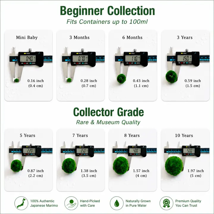 Sample Marimo Moss Balls Multiple Size - Authentic Japanese Moss Balls
