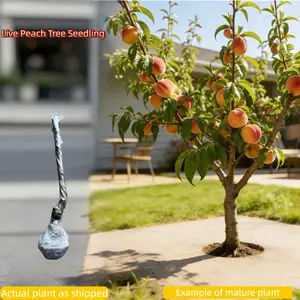 Live Georgia Peach Tree, Bare Root Seedling - Cold Hardy Fruit Tree Grows Well in Patio, Garden & Yard - Sweet & Juicy Peach, Great Gift for Gardening Lovers