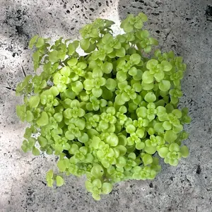 Ogon Golden Stonecrop Succulent, Easy-to-Care For Compact Live Plant for Office, Beginners-Friendly in 4” Plastic Pot