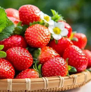 800 pcs Cream Strawberry Seeds – Hardy Perennial Herb for Vibrant Multicolor Harvest in Fall & Spring, Red Strawberries