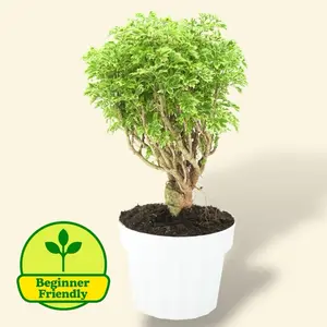 Ming Aralia Gold Bonsai 6” - Easy Care Low Maintenance House Plant