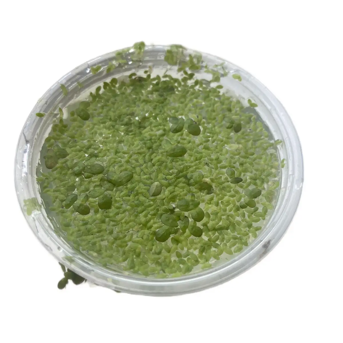 Duckweed- Floating Aquarium plant. Great for Betta, Cichlid, and Goldfish Aquariums!