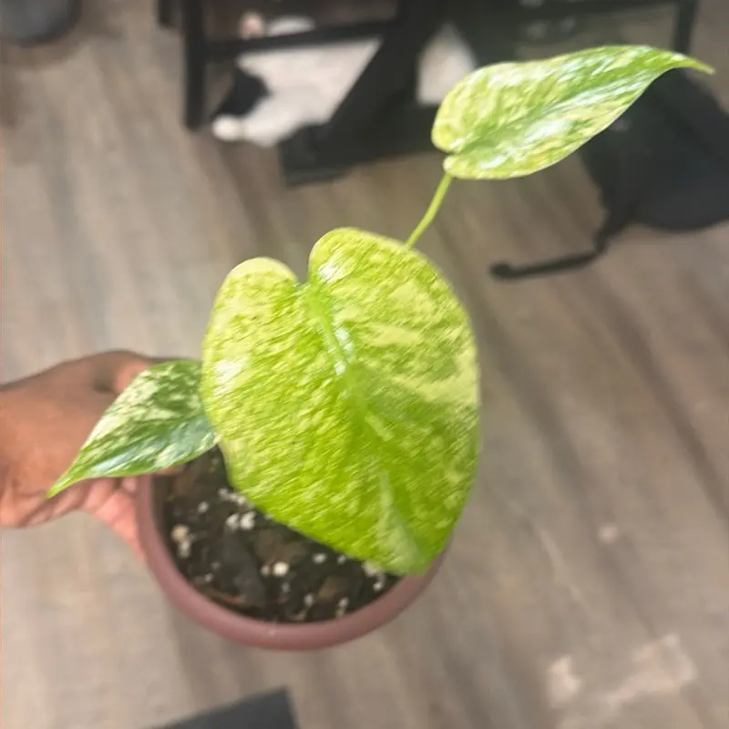 Monstera mint