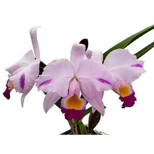Cattleya trianae Cuencanita x Morlaquita Splash
