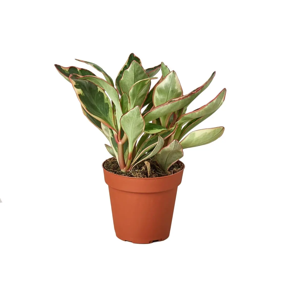 212 MAIN Ginny Peperomia House Plant - Air-Purifying, Compact 4 In. Pot Indoor Plant, Low-Light Tolerant, Slow-Growing for Cramped Spaces