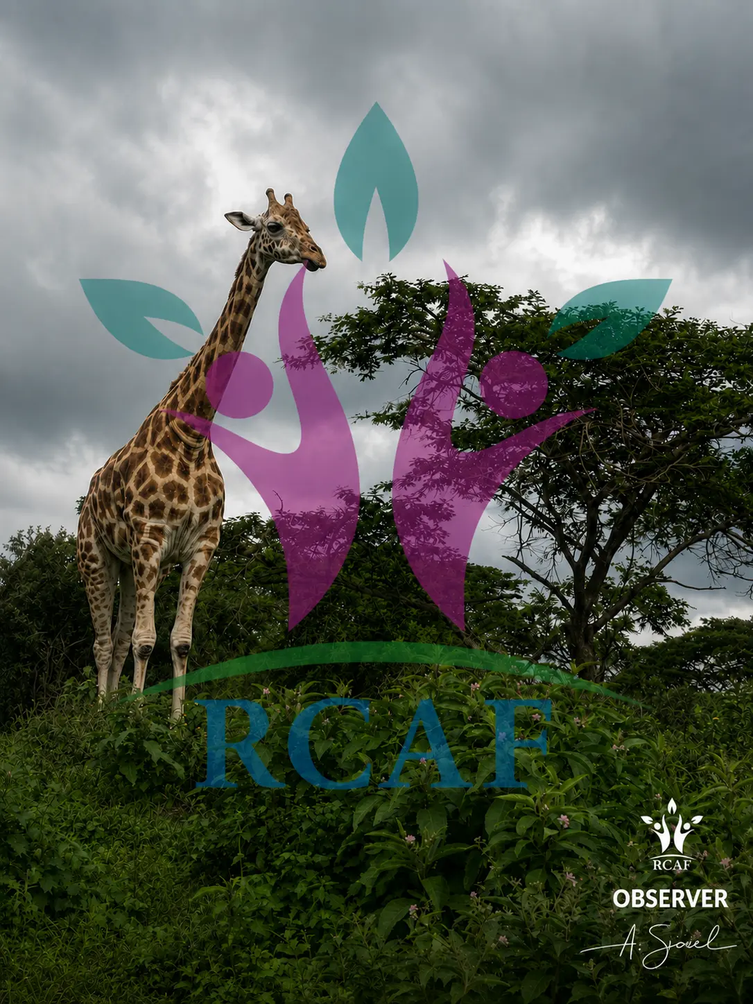 The Observer - Giraffe Canvas Wall Art