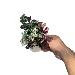 Hypoestes “Combo Splash” - 4 Inch
