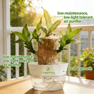 2026 new Brazilian lucky tree, brings you good luck and increases wealth, mysterious doll with base, easy to plant indoors Brazilian lucky wood decorative ornaments wooden
