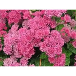 Floss Flower Seeds,ageratum houstonianum,Cloud Nine Pink-PEL,Early Variety.