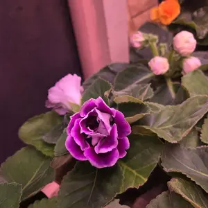 Gloxinia Purple Flower with Green Leaves for Home Decor and Gardening