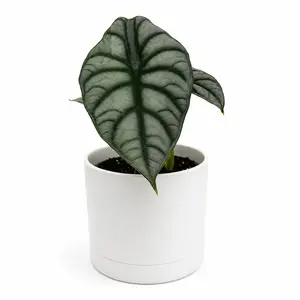 New Alocasia White Dragon 4" pot House Plant - Rare Tropical Indoor Plant with Tiger-Striped Foliage