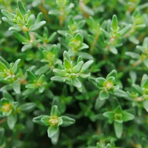 French Thyme | Two Live Herb Plants | Non-GMO, Fragrant, Low-Growth Herb