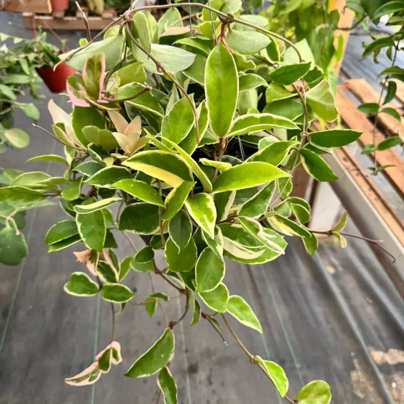 Hoya Queen 8 inch pot Plant