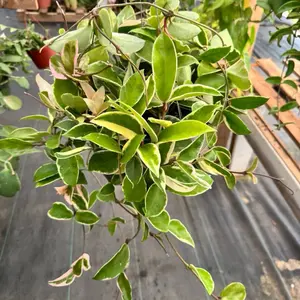 Hoya Queen 8 inch pot Plant