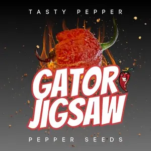 Orange Jig-Saw Gator Pepper Seeds - Fruity, Smoky & extremely hot Flavor - Hand Grown from Seed (Free seeds included)