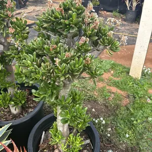 Jade hobbit large ships bare roots Plant