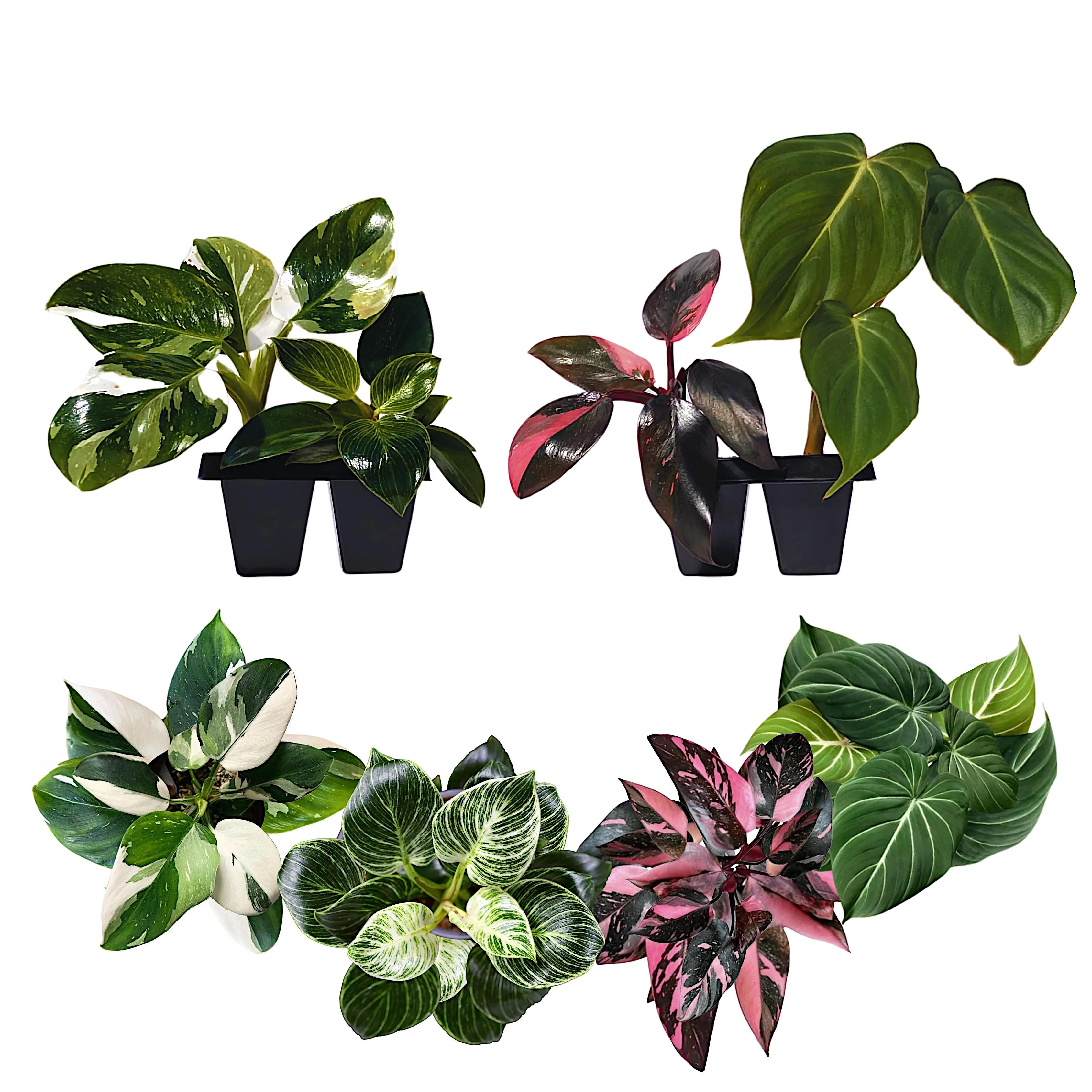 Philodendron Collection – 4  Varieties in 2-Inch Pots | Easy-Care Indoor Plants | Perfect for Low Light, Office and Home Decor, and Air Purification