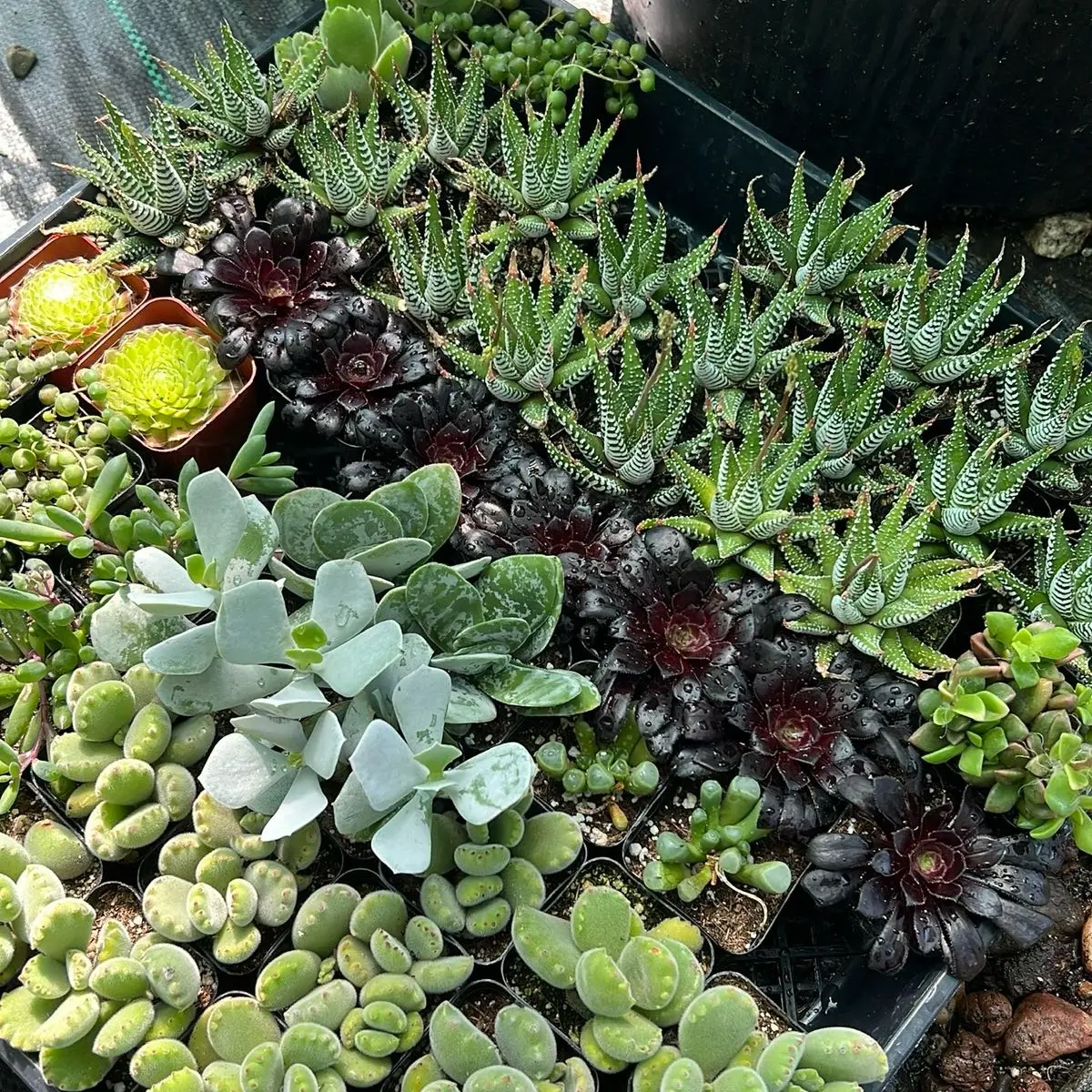 1 Random Succulent | 2” | Small Baby Plant