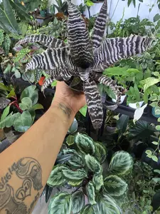 Cryptanthus ‘Zebrinus’ – Earth Stars Bromeliad 4 inch
