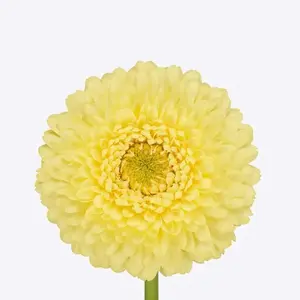 Mini Gerber Pomponi Limoen - 50 Stem Bunch