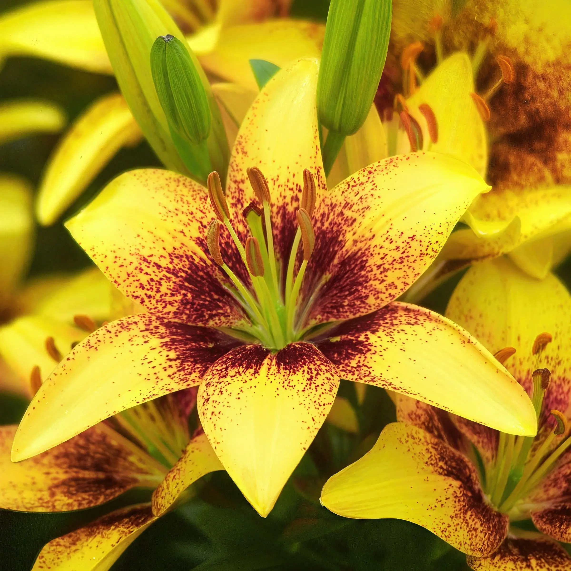 Lilium 'Tiny Nugget' Lily Bulbs - 6-Piece Set for Outdoor Garden
