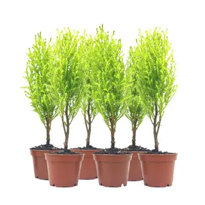 6-PK Live Dwarf Lemon Cypress, Cupressus macrocarpa ‘Goldcrest Wilma,’ Live Indoor Tree, Houseplant, Garden Plant, Fragrant Plant, 2.5-inch Pot(s)