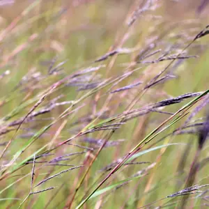 Big Bluestem Grass Seeds - Native Perennial Grass Seeds