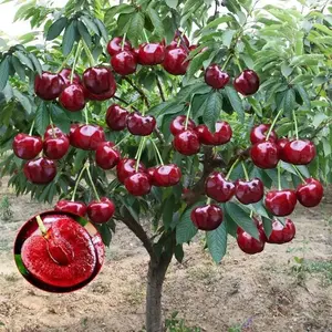 30 seeds Organic Dwarf Cherry Tree Seeds, Non-GMO Heirloom Mini Cherry Seeds, High Germination Sweet Edible Fruit Seeds, Easy to Grow, Bonsai & Potted Planting, Indoor Outdoor Garden Yard Orchard Decoration, Home Fruit Tree Planting Supplies