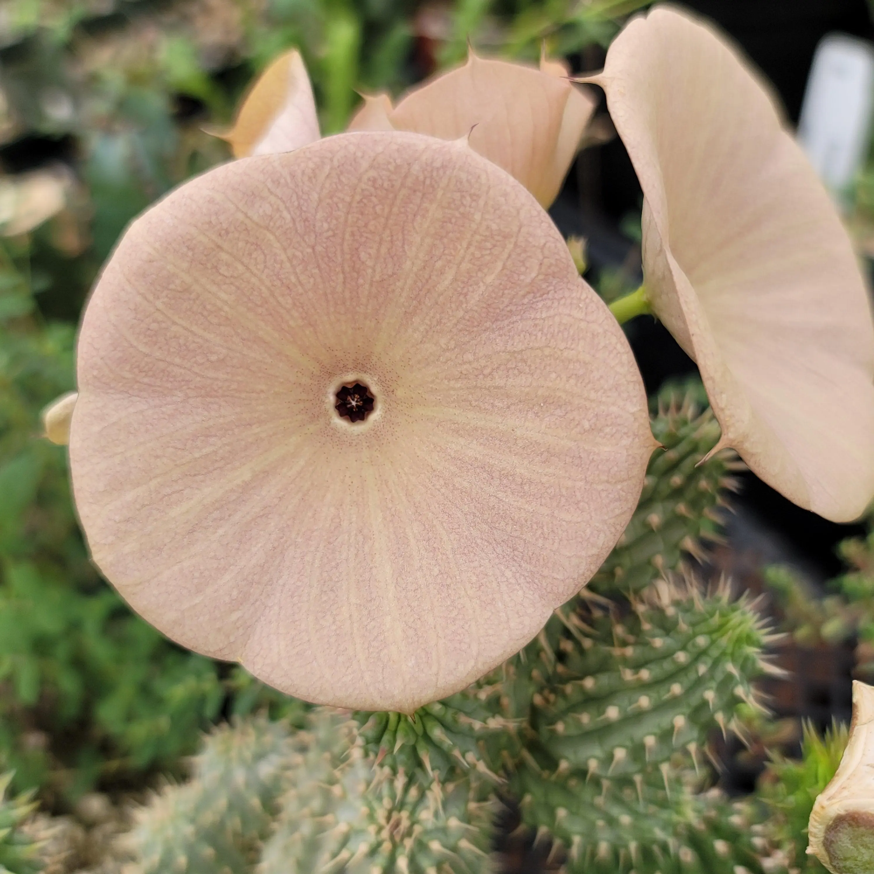Kalahari Cactus 'Hoodia gordonii'