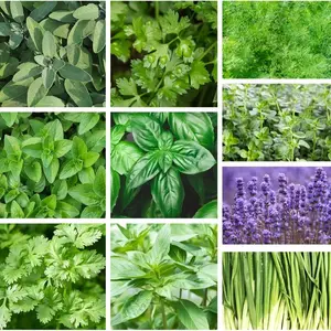 10-Pack Organic Herb Seeds – Non-GMO Heirloom Collection for Indoor & Outdoor Gardens – Includes Basil, Thyme, Lavender, Sage & More