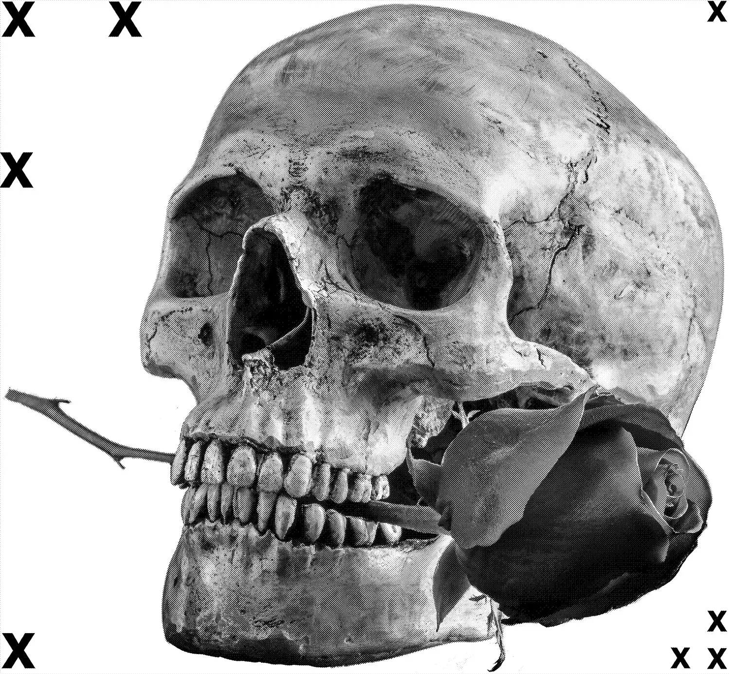 Human skull with red rose- Airbrush Stencil